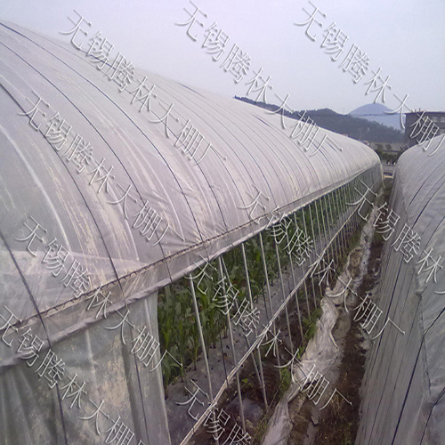 临沧建一个草莓大棚需要多少钱